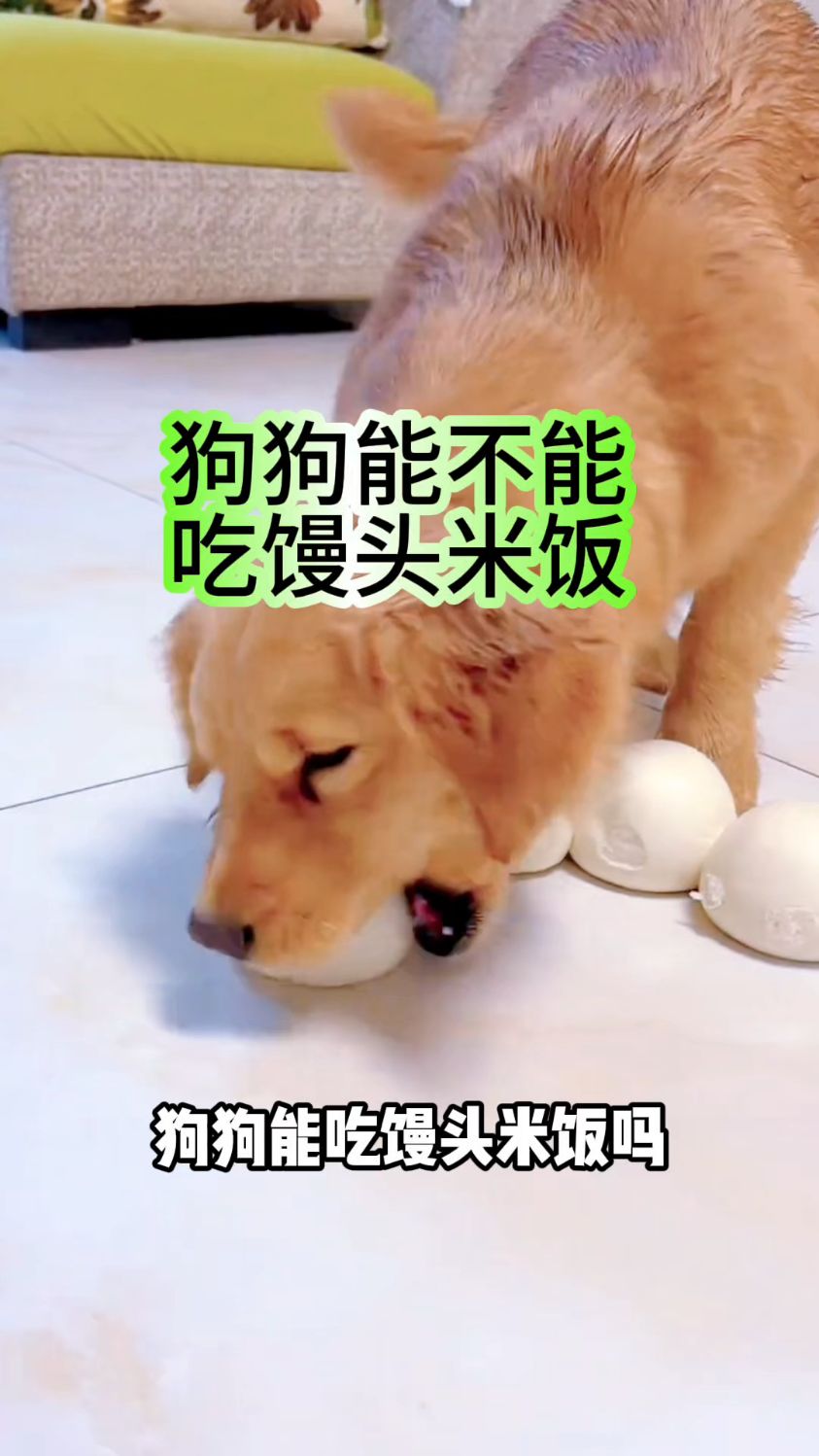 狗狗能不能吃米饭馒头
