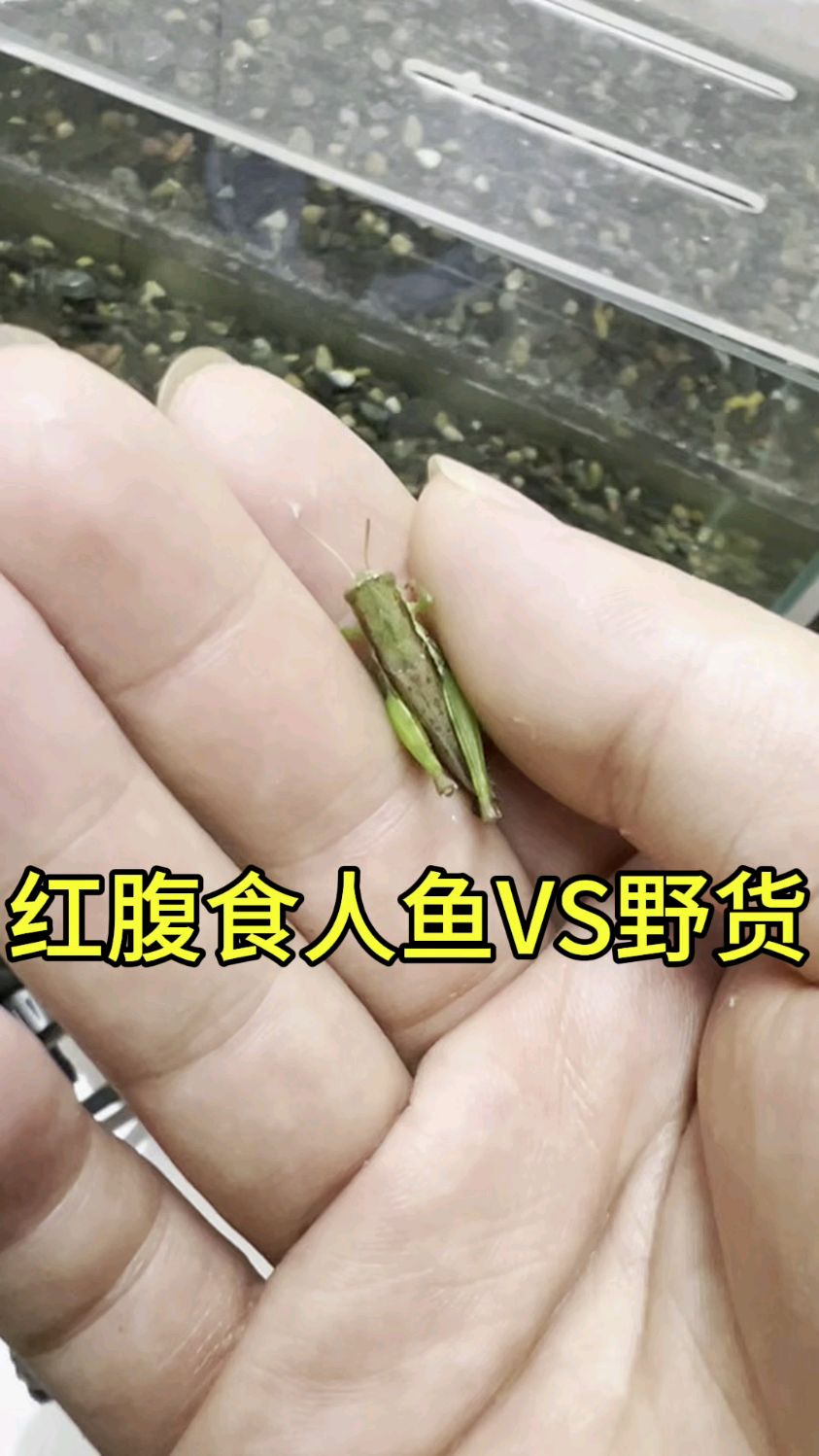 野货vs红腹食人鱼