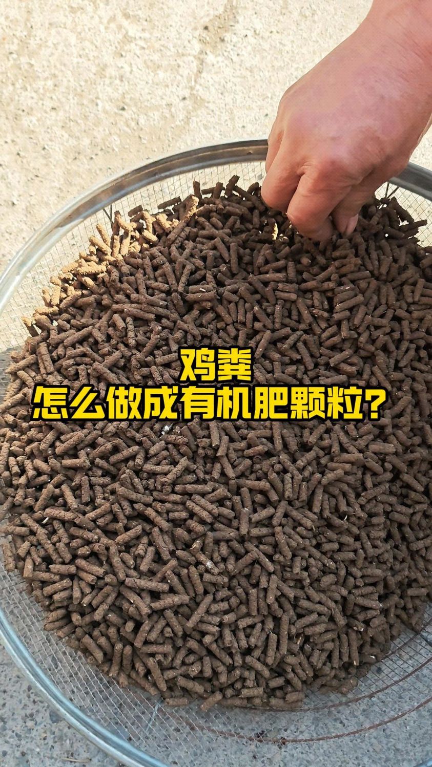 鸡粪怎么做成有机肥颗粒?#鸡粪 #有机肥 #养鸡场 #养殖场