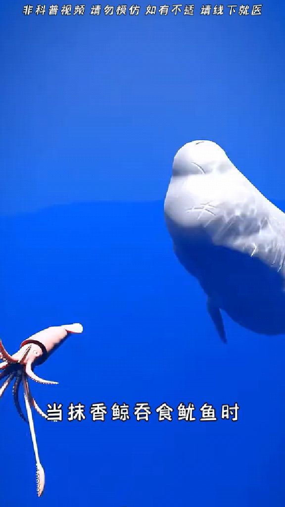 科普抹香鲸吞鱿鱼