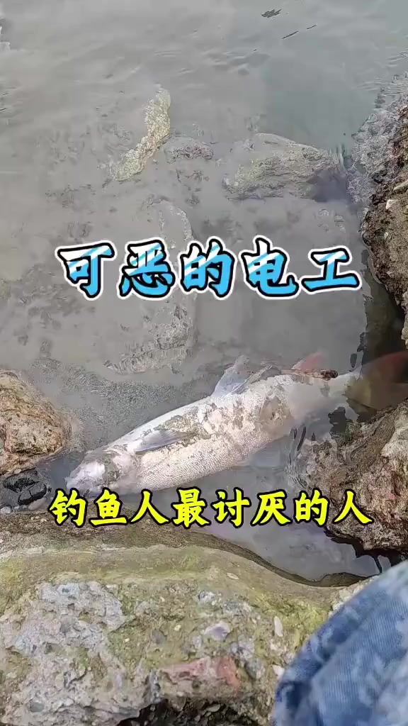 破坏水域生态链!可恶的电工!钓鱼 电鱼被抓到怎么处罚