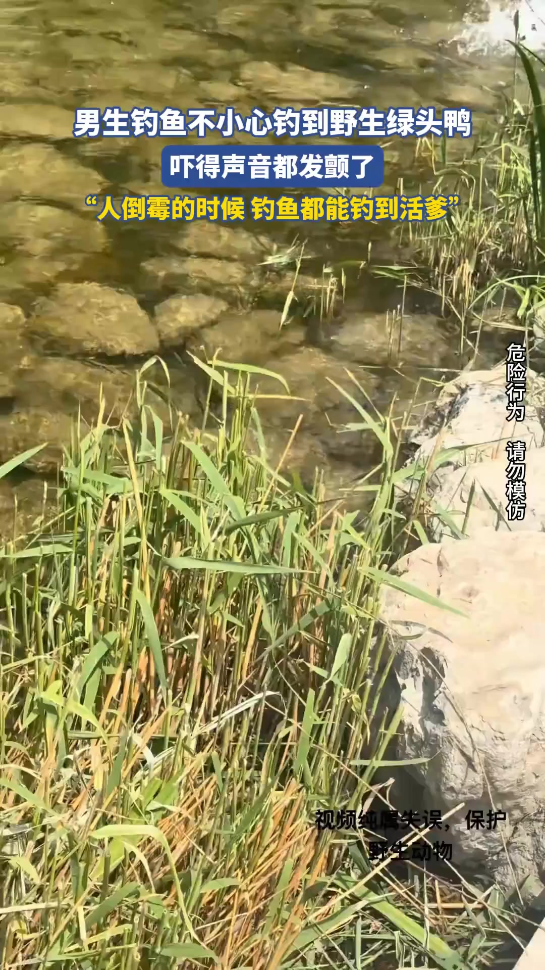 男生钓鱼不小心钓到野生绿头鸭，吓得声音都发颤了