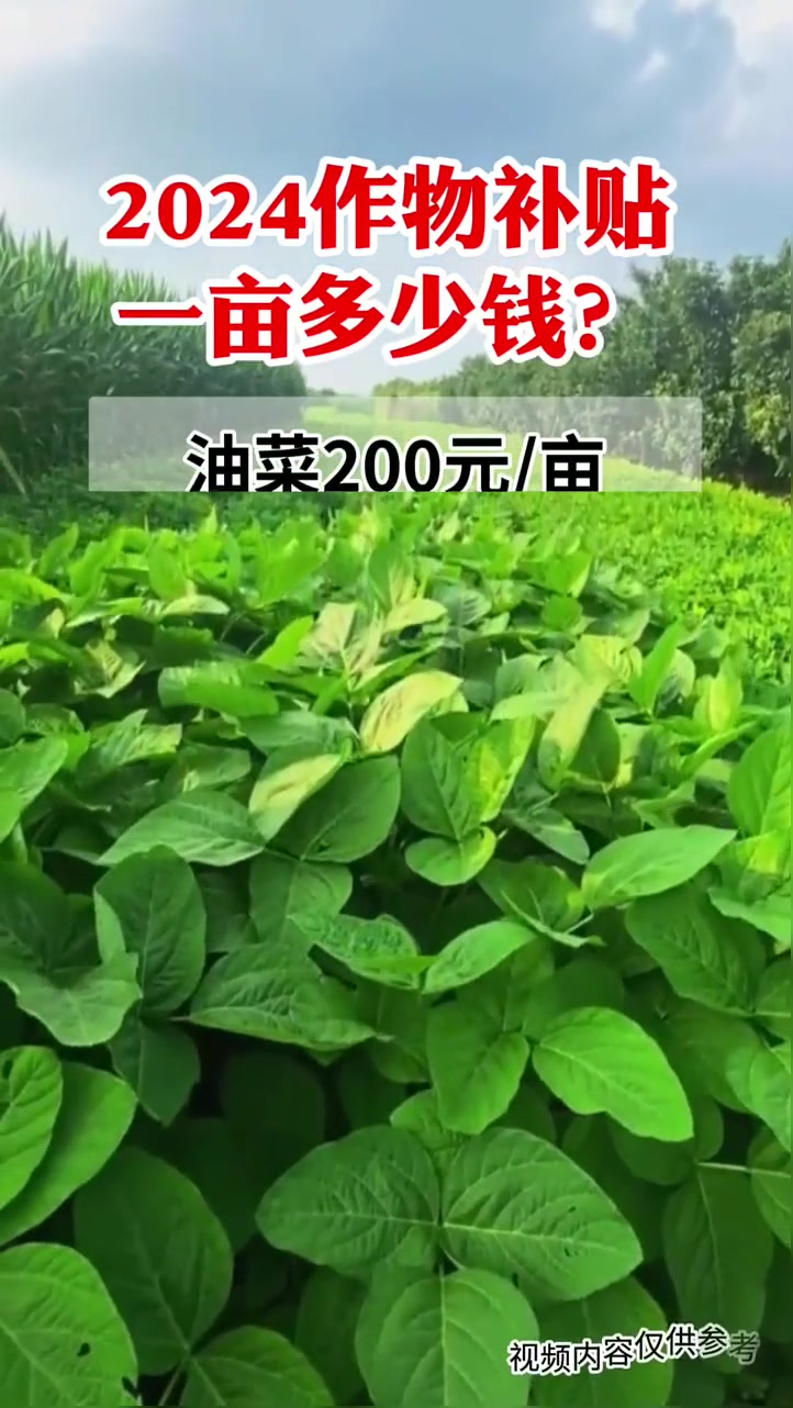 2024粮食补贴多少钱 