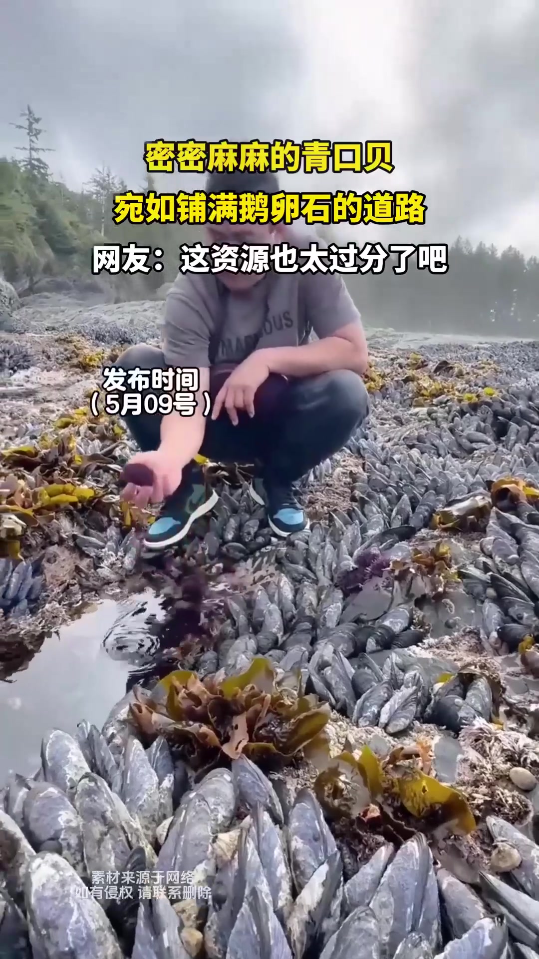 密密麻麻的青口贝,宛如铺满鹅卵石的道路