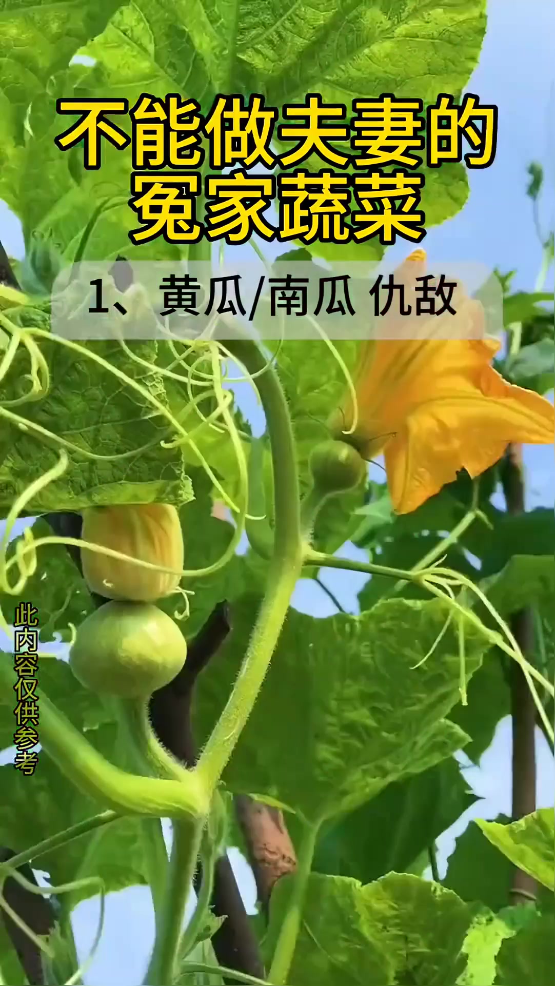 有些蔬菜不能一起种 看看有哪些 ……