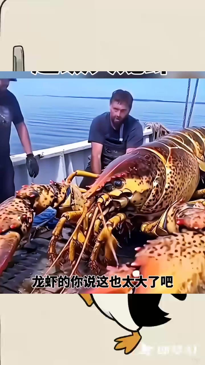 居然钓到超级大龙虾，太幸运，真厉害