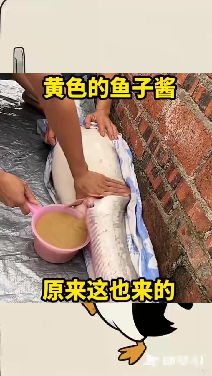 黄色的鱼子酱，原来是这样，来的呀