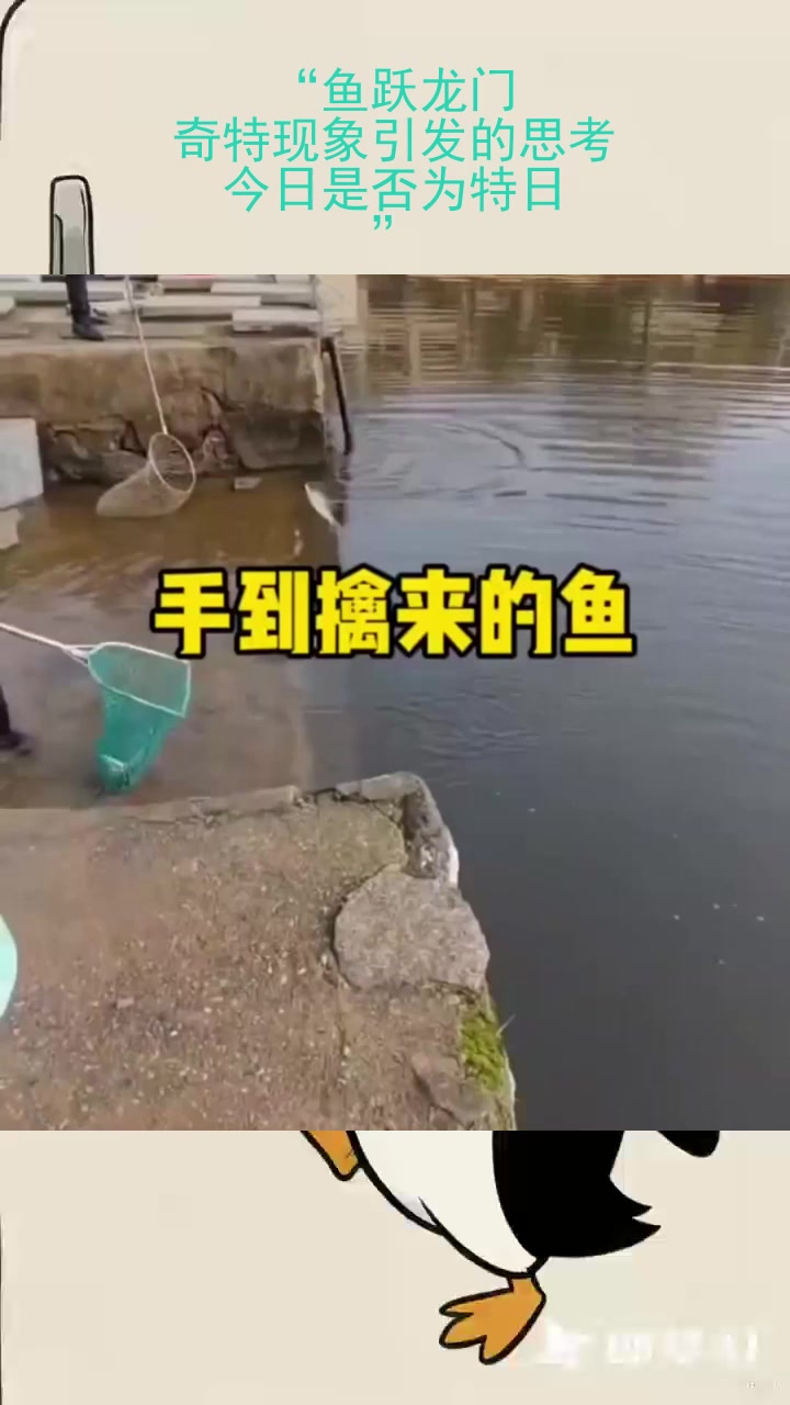 “鱼跃龙门，奇特现象引发的思考：今日是否为特日？”