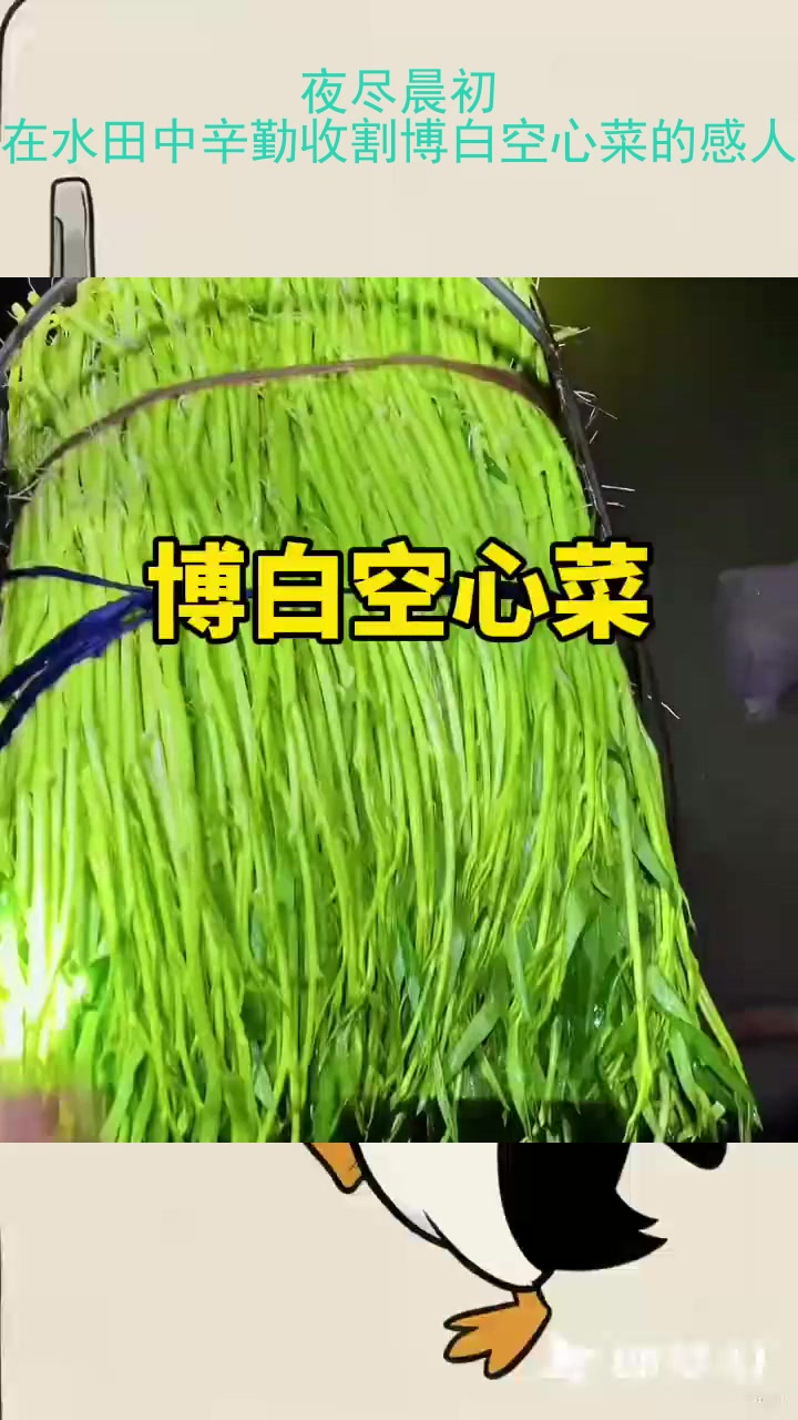 夜尽晨初，菜农在水田中辛勤收割博白空心菜的感人故事