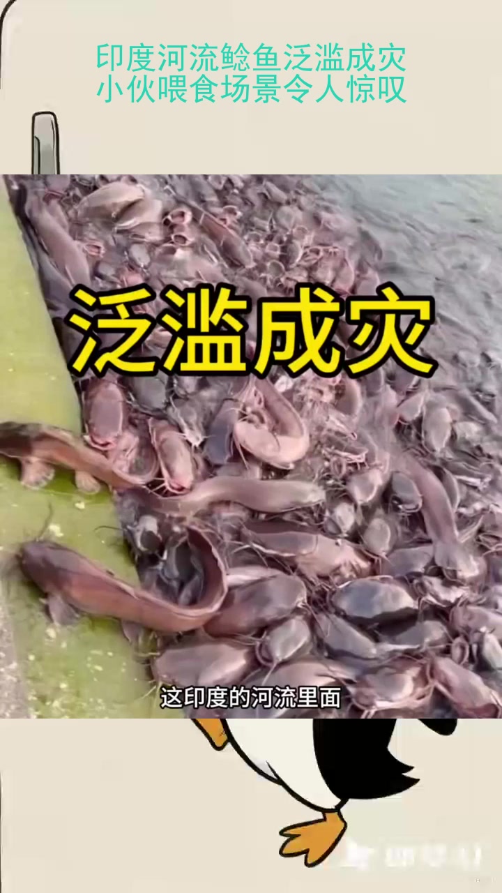 印度河流鲶鱼泛滥成灾,小伙喂食场景令人惊叹!