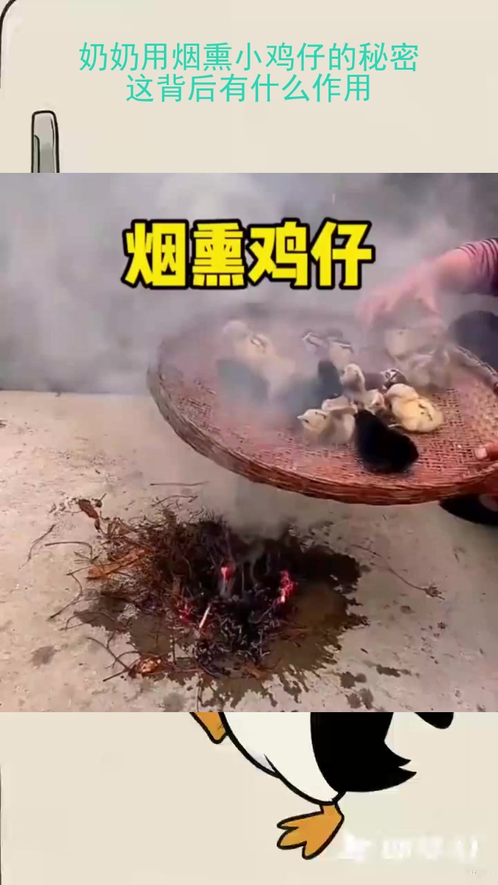 奶奶用烟熏小鸡仔的秘密：这背后有什么作用？