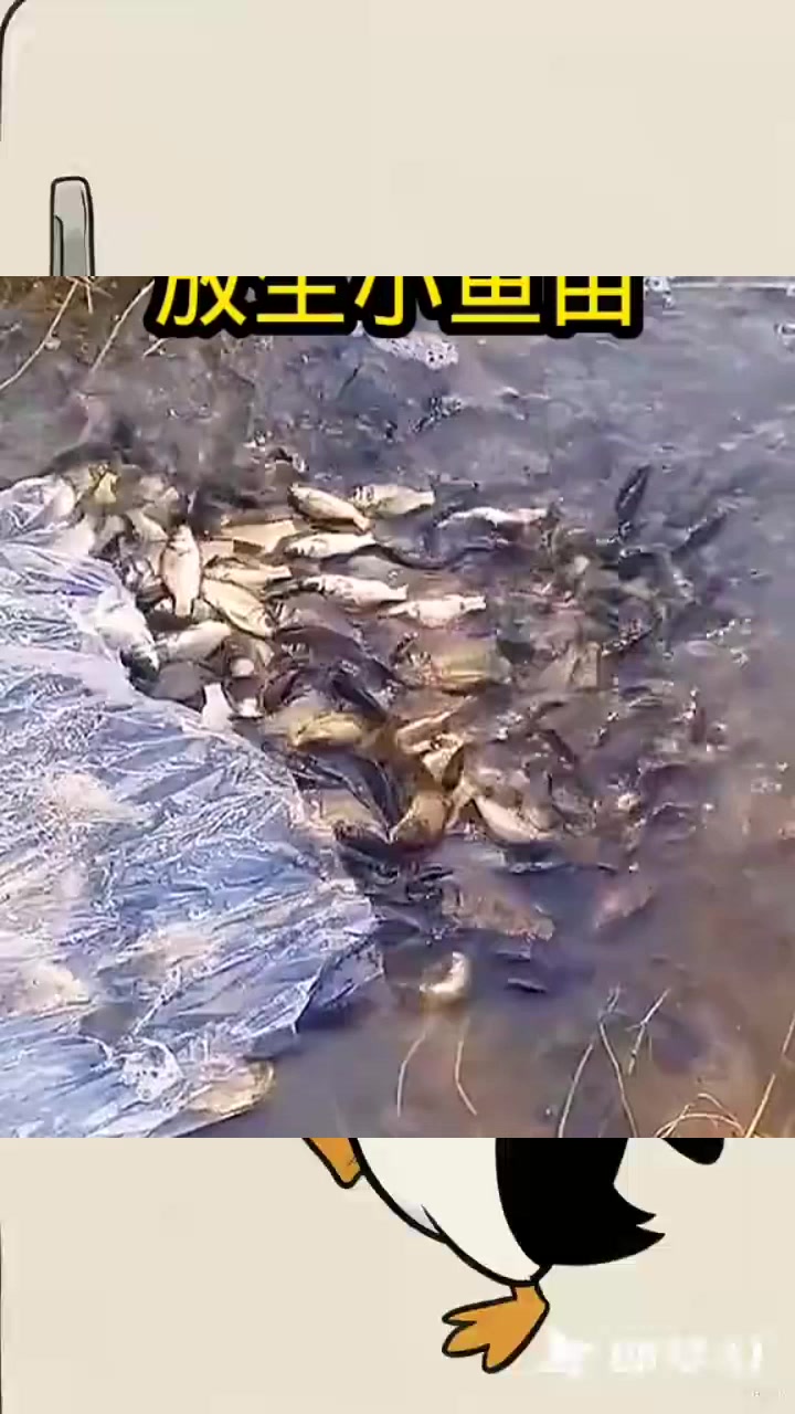 放生小鱼苗数量多，太有爱心，真善良