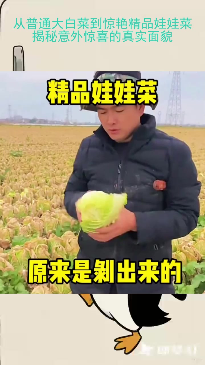从普通大白菜到惊艳精品娃娃菜，揭秘意外惊喜的真实面貌！
