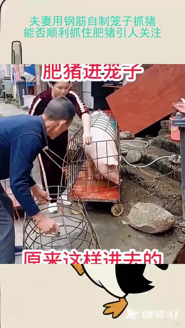 夫妻用钢筋自制笼子抓猪,能否顺利抓住肥猪引人关注
