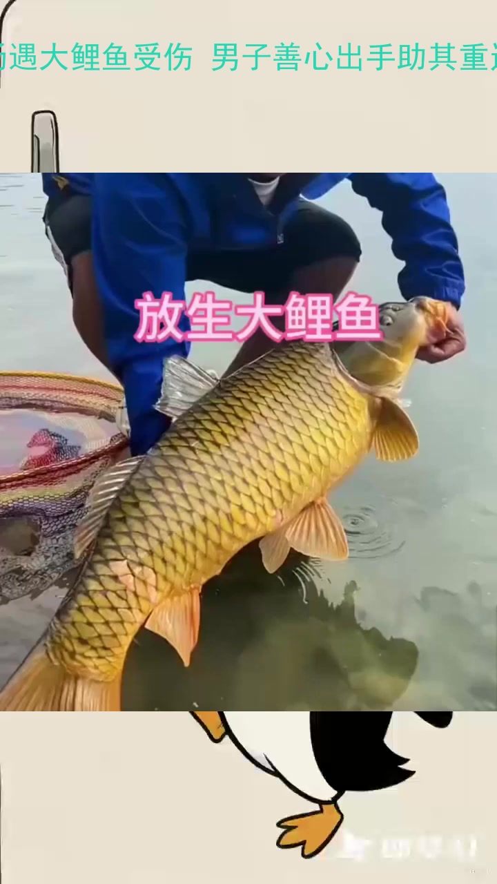 在市场遇大鲤鱼受伤 男子善心出手助其重返河流