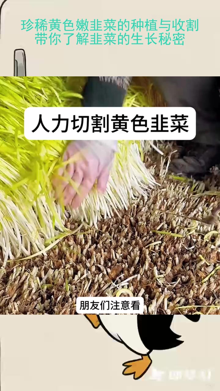 珍稀黄色嫩韭菜的种植与收割,带你了解韭菜的生长秘密