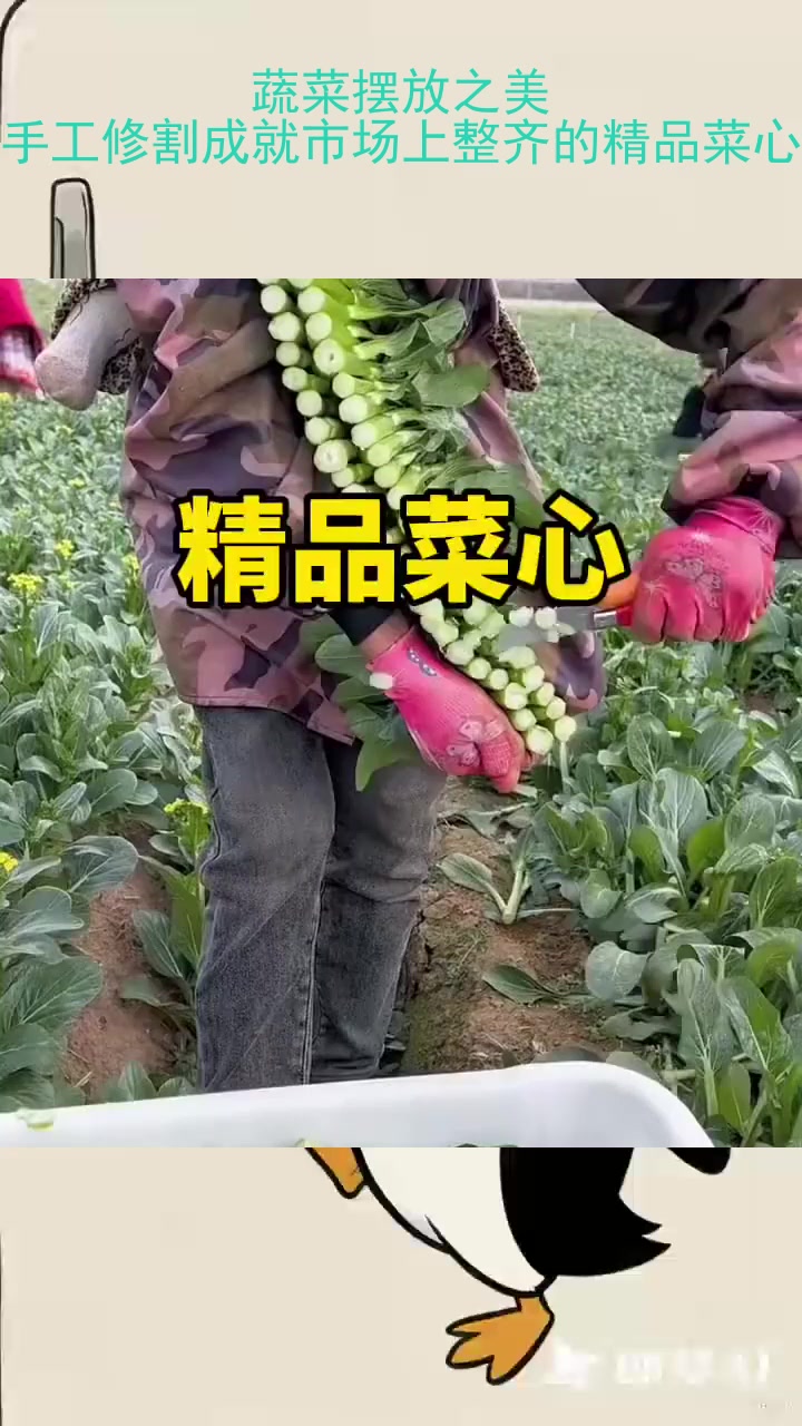 蔬菜摆放之美：手工修割成就市场上整齐的精品菜心