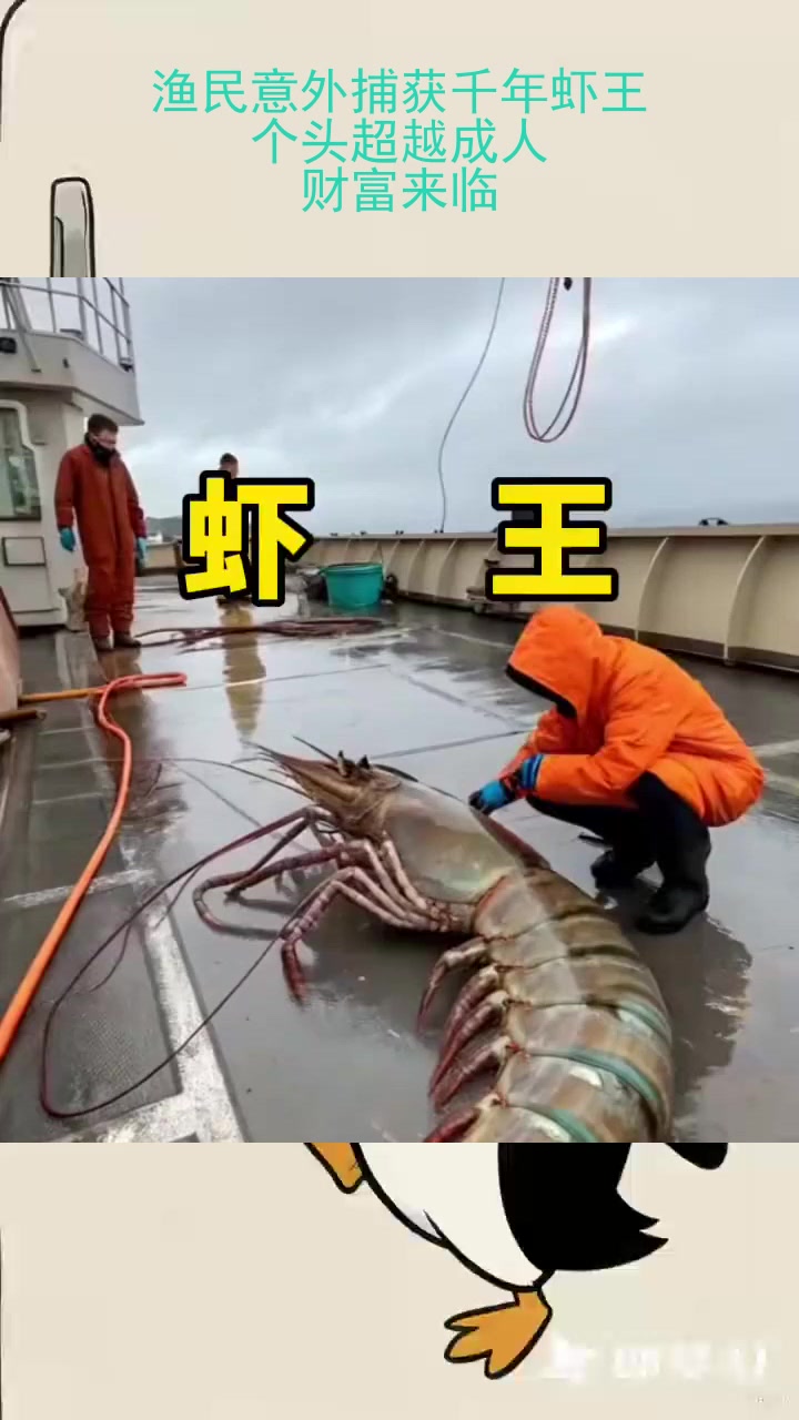 渔民意外捕获千年虾王,个头超越成人,财富来临!