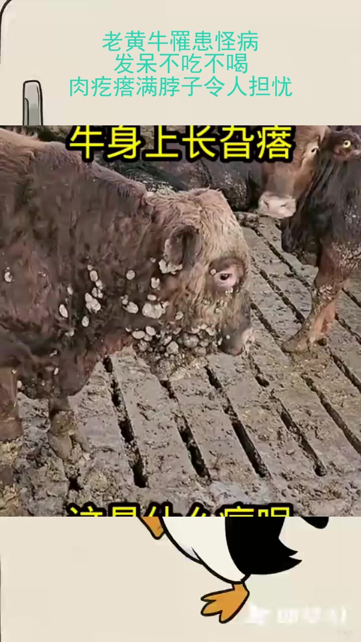 老黄牛罹患怪病,发呆不吃不喝,肉疙瘩满脖子令人担忧