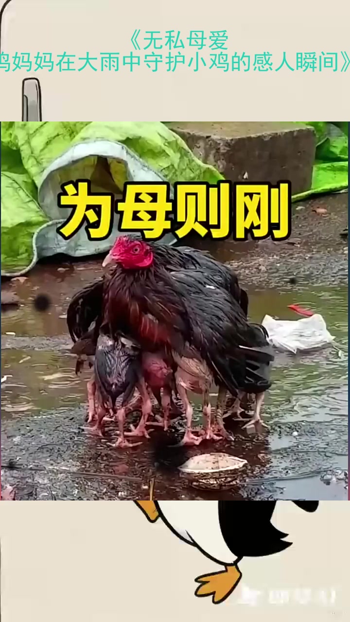 《无私母爱：鸡妈妈在大雨中守护小鸡的感人瞬间》
