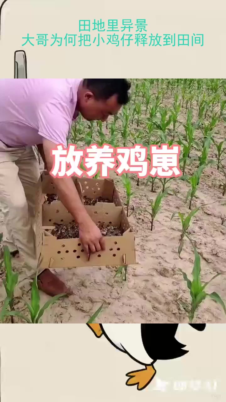 田地里异景：大哥为何把小鸡仔释放到田间？