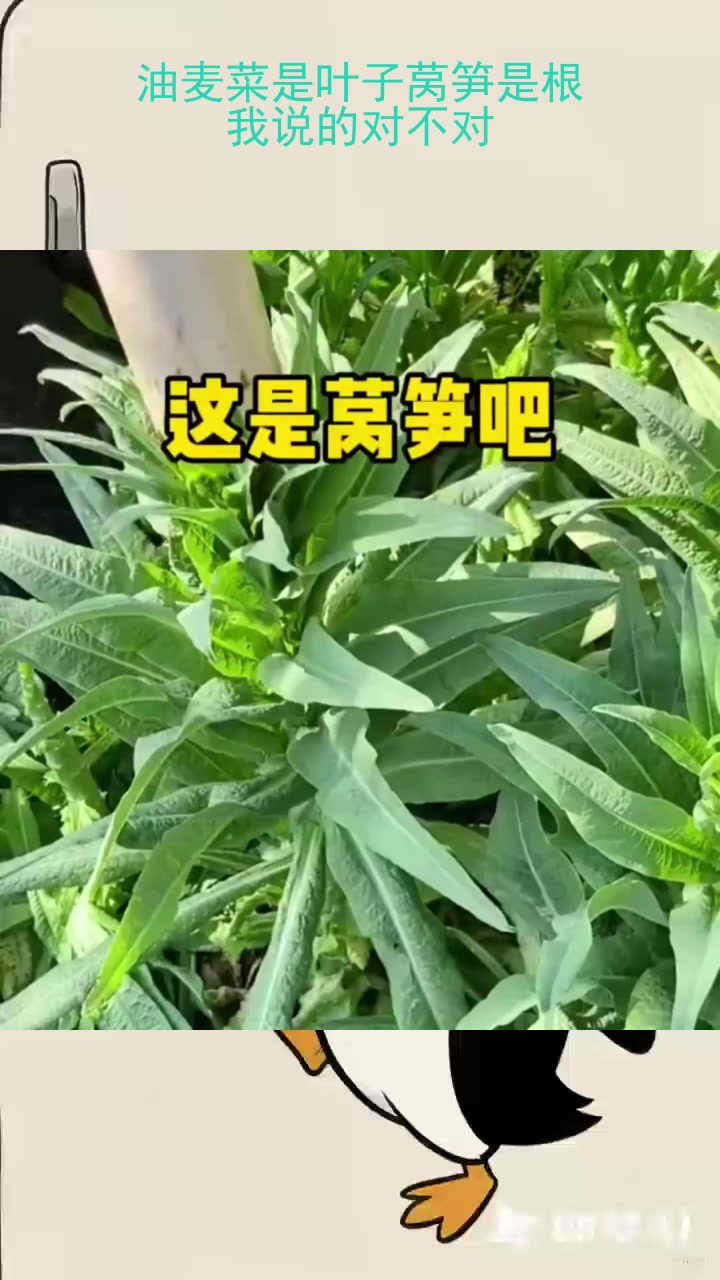 油麦菜是叶子莴笋是根,我说的对不对?