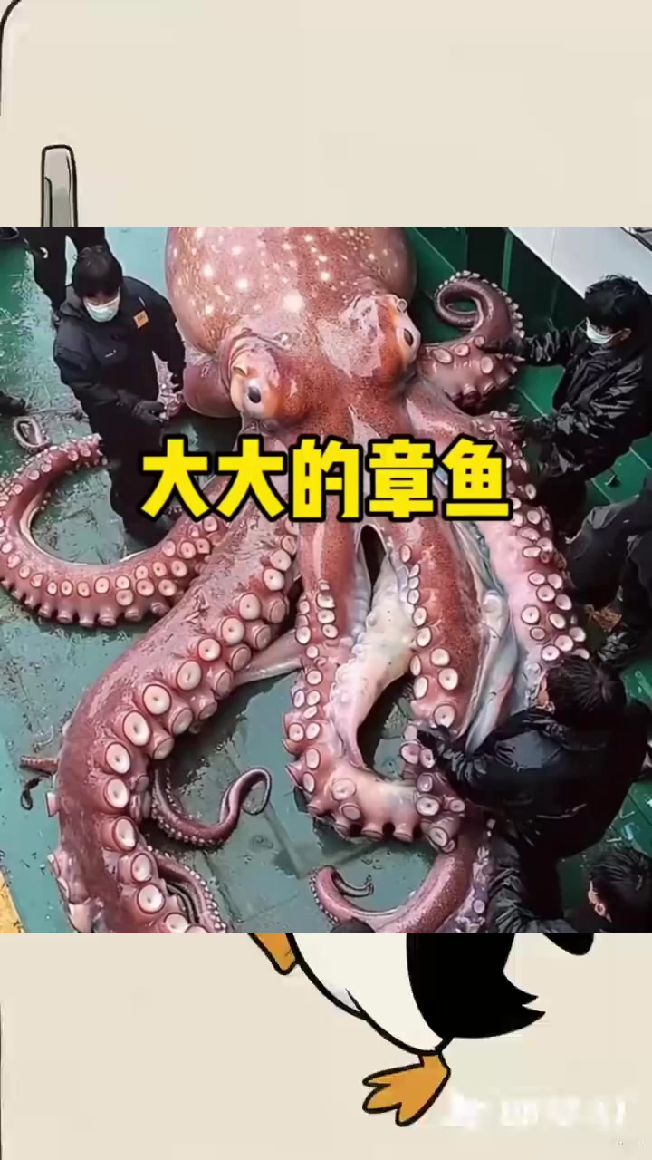怎么还有这么大的章鱼