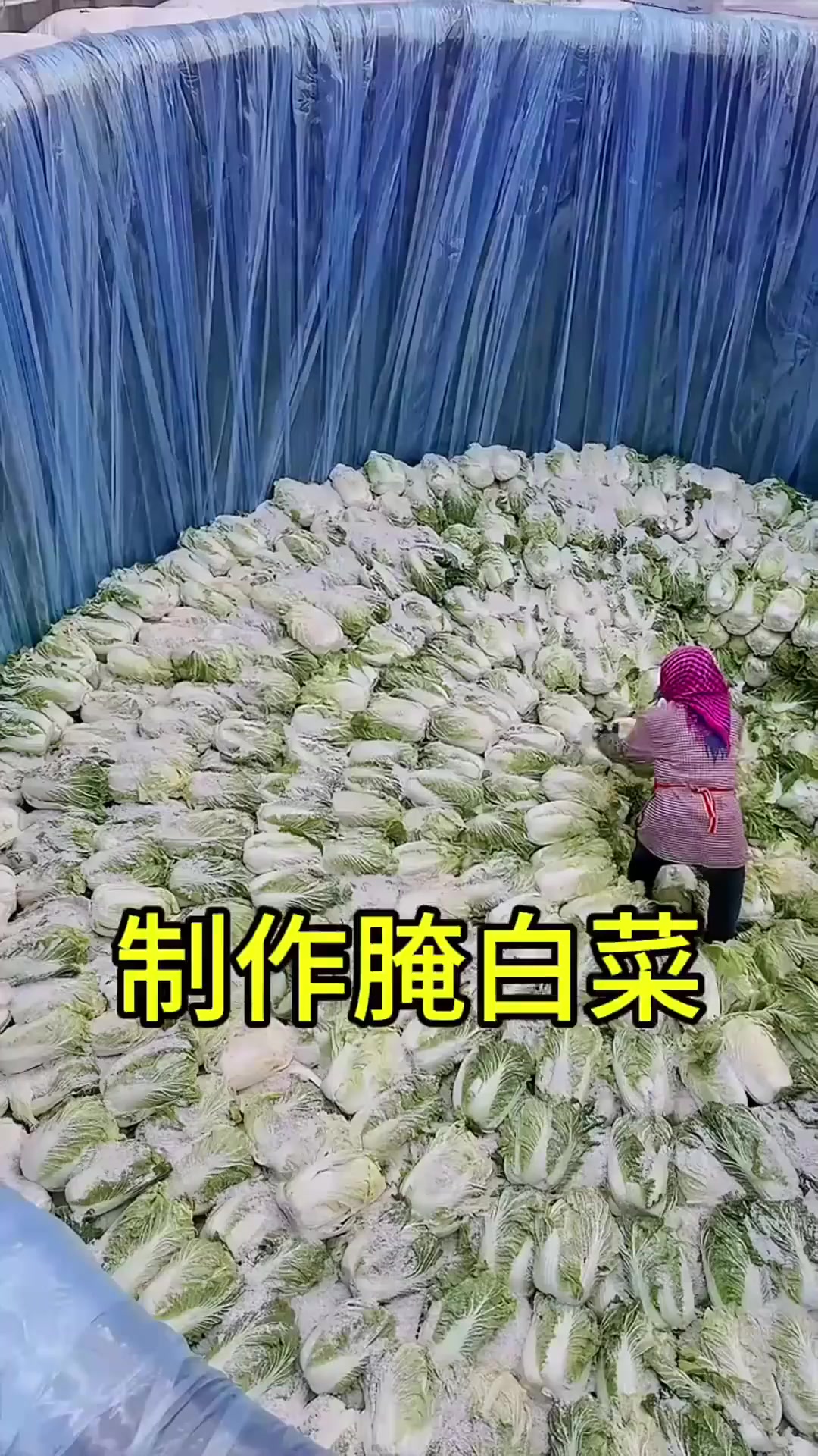加工厂制作腌白菜过程