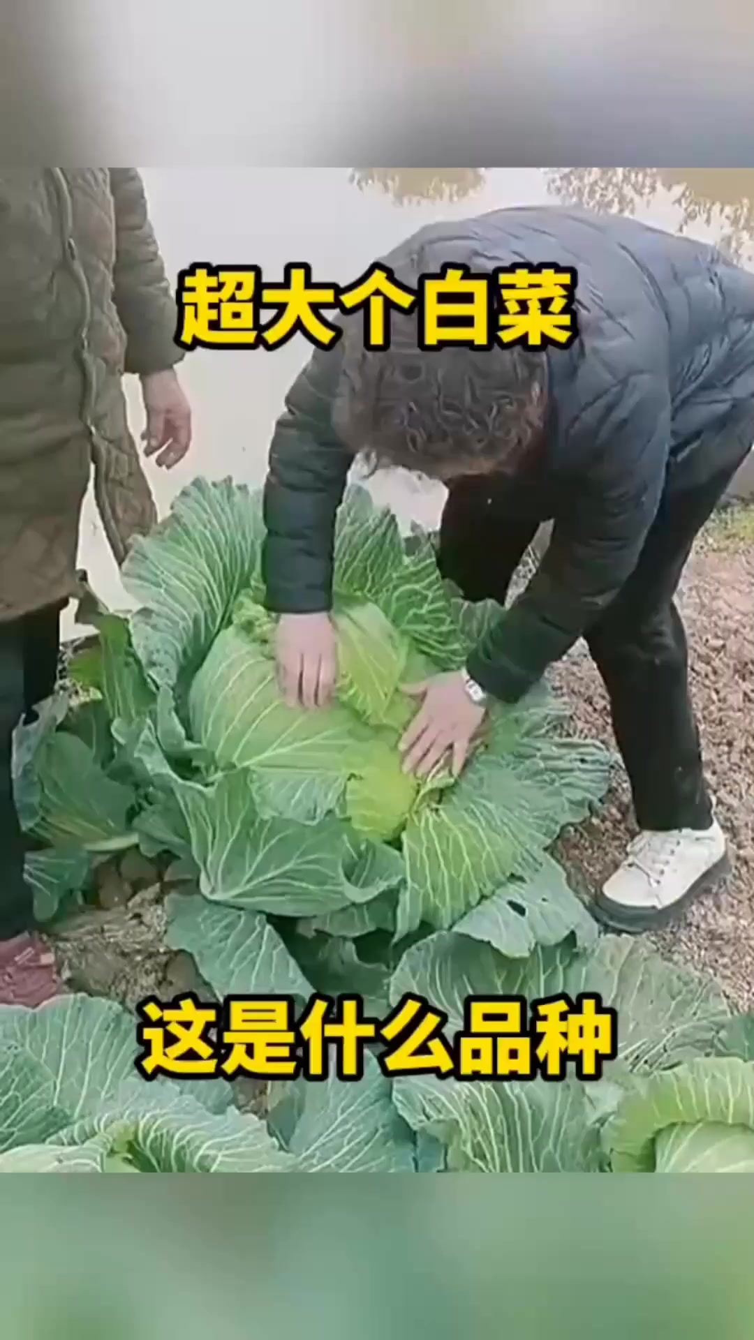 超大个白菜,这是什么品种