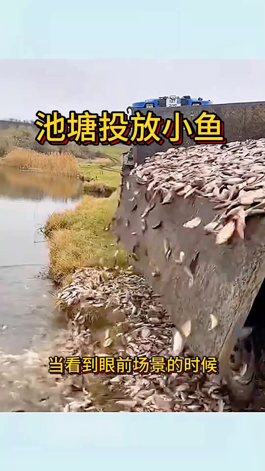 池塘投放小鱼,明年收获满满