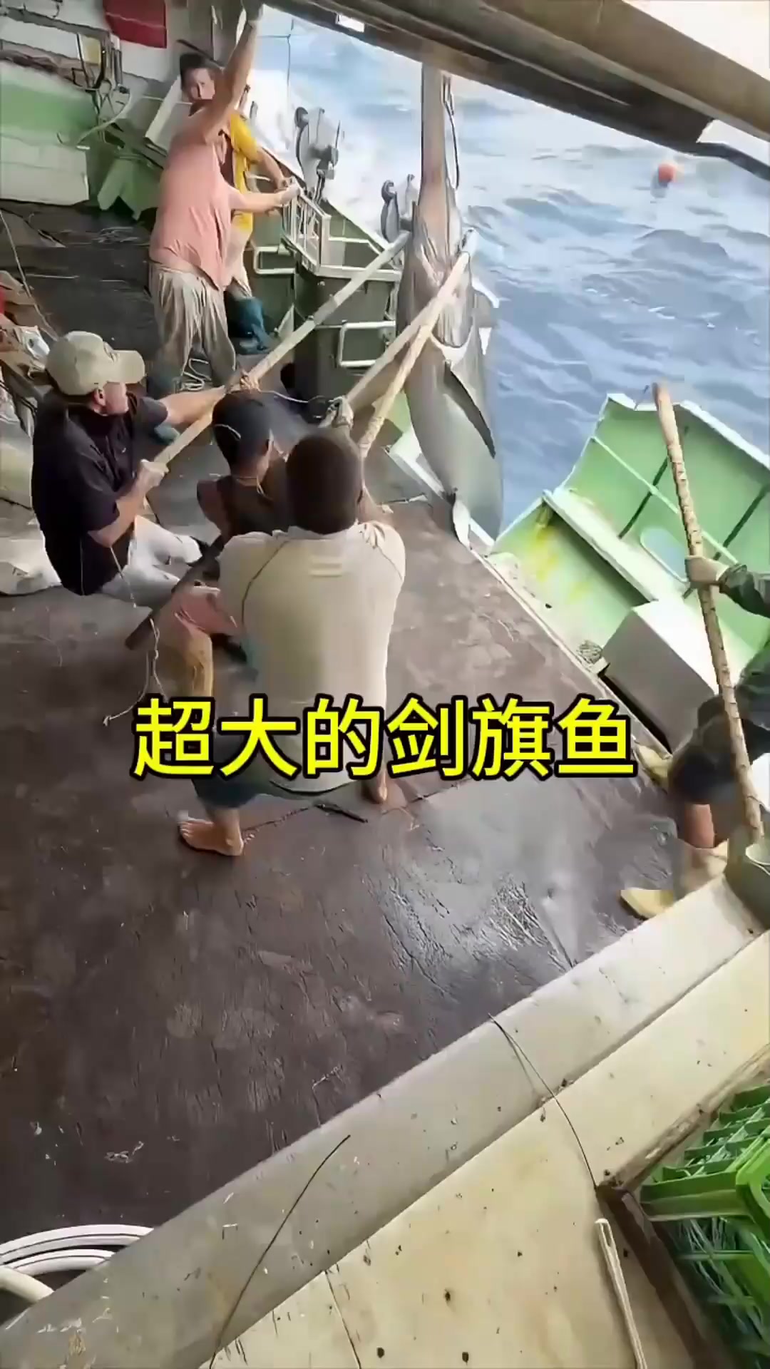 带你看田径超大的剑旗鱼