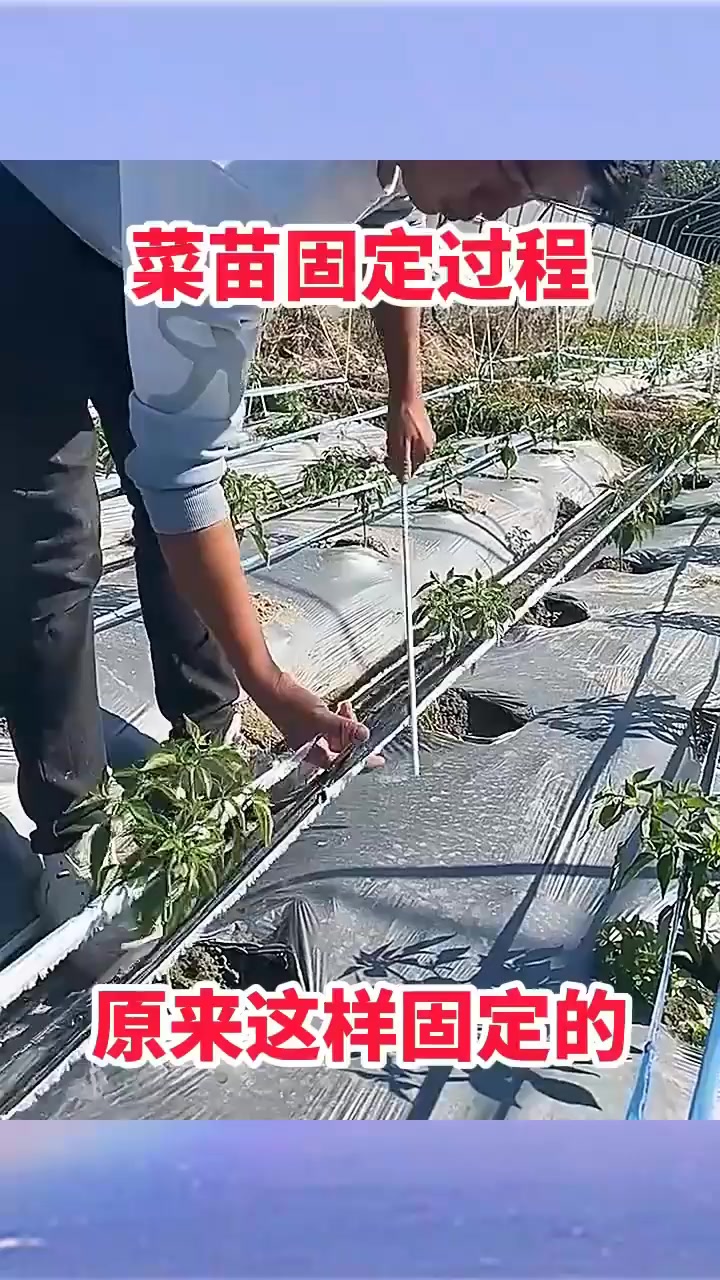 菜苗固定过程,原来这样固定的!