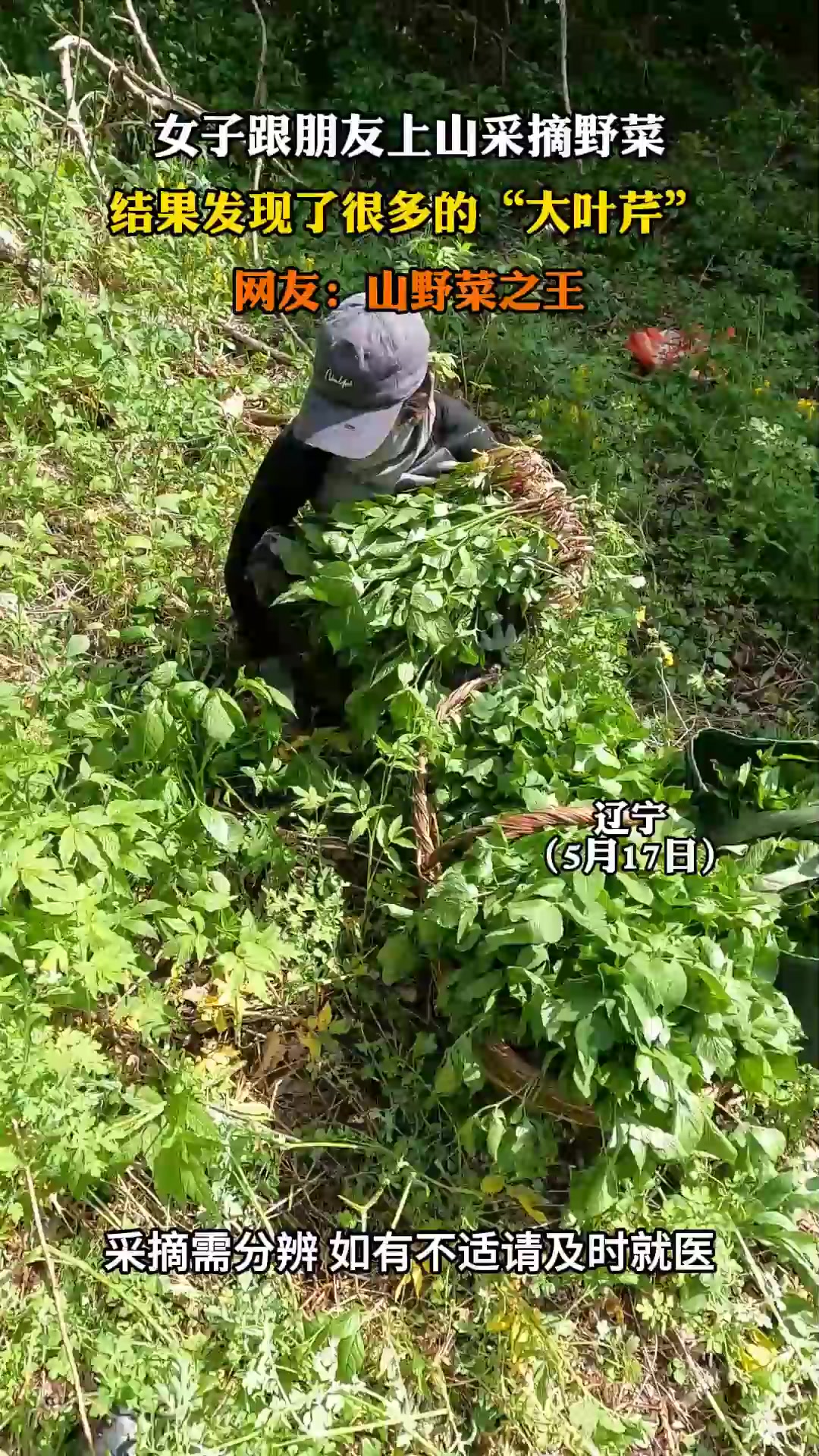 女子跟朋友上山采摘野菜,结果发现了很多的“大叶芹”