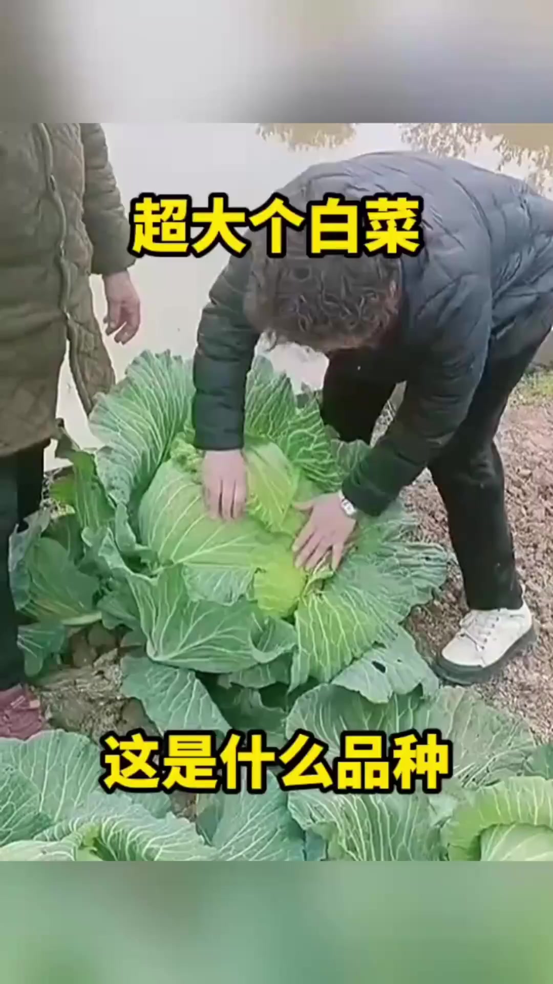 超大个白菜,这是什么品种