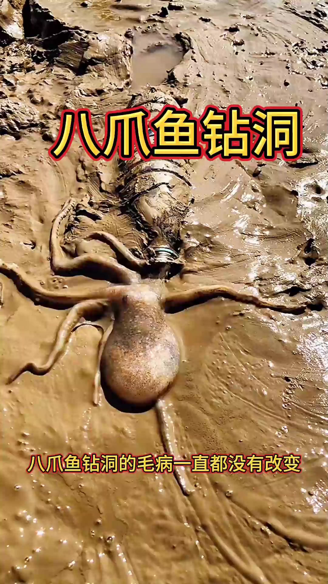 八爪鱼钻洞,自投罗网