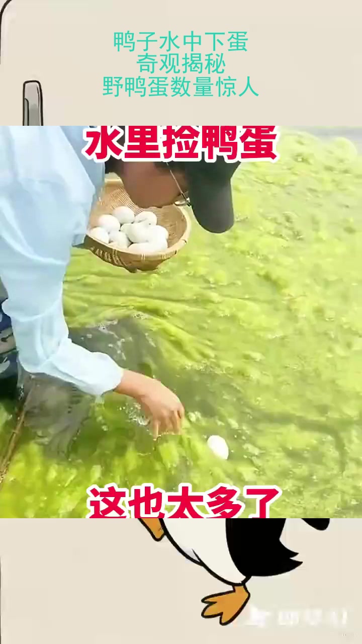 鸭子水中下蛋，奇观揭秘：野鸭蛋数量惊人！