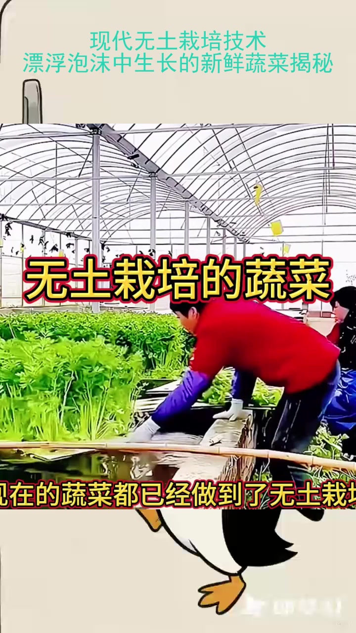 现代无土栽培技术:漂浮泡沫中生长的新鲜蔬菜揭秘