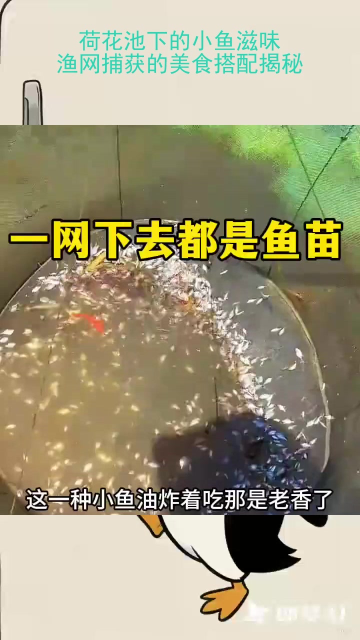 荷花池下的小鱼滋味：渔网捕获的美食搭配揭秘