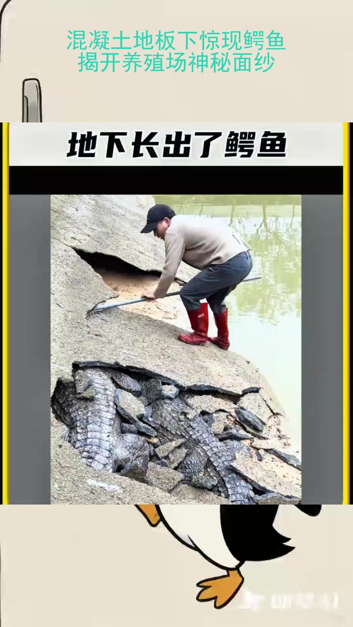混凝土地板下惊现鳄鱼,揭开养殖场神秘面纱