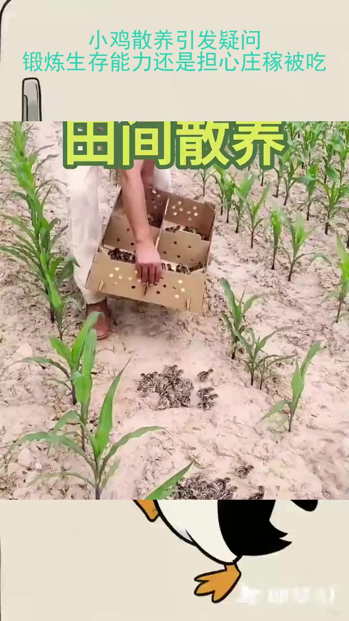 小鸡散养引发疑问:锻炼生存能力还是担心庄稼被吃?