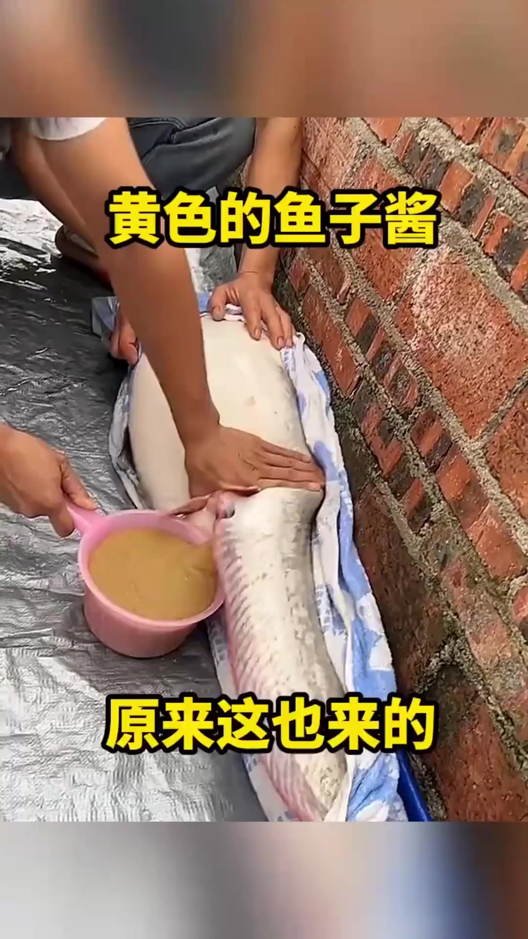 黄色的鱼子酱,原来这样来的