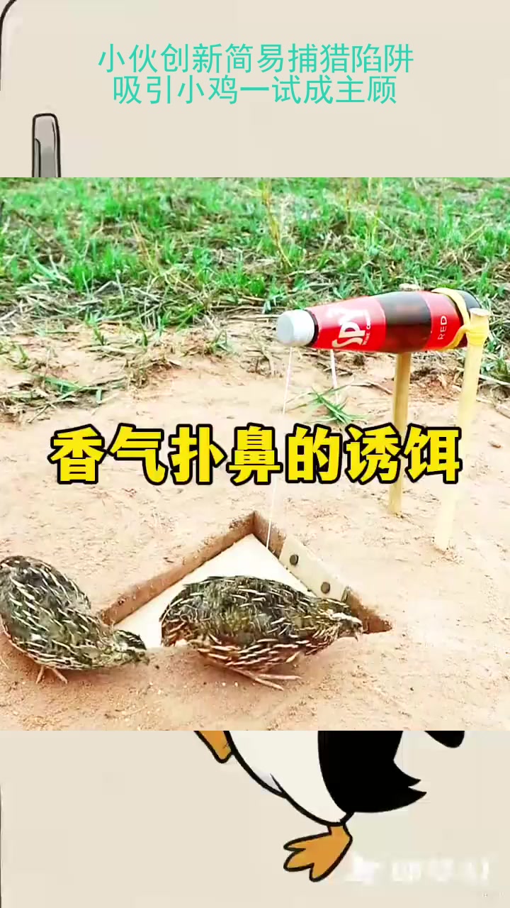 小伙创新简易捕猎陷阱，吸引小鸡一试成主顾！