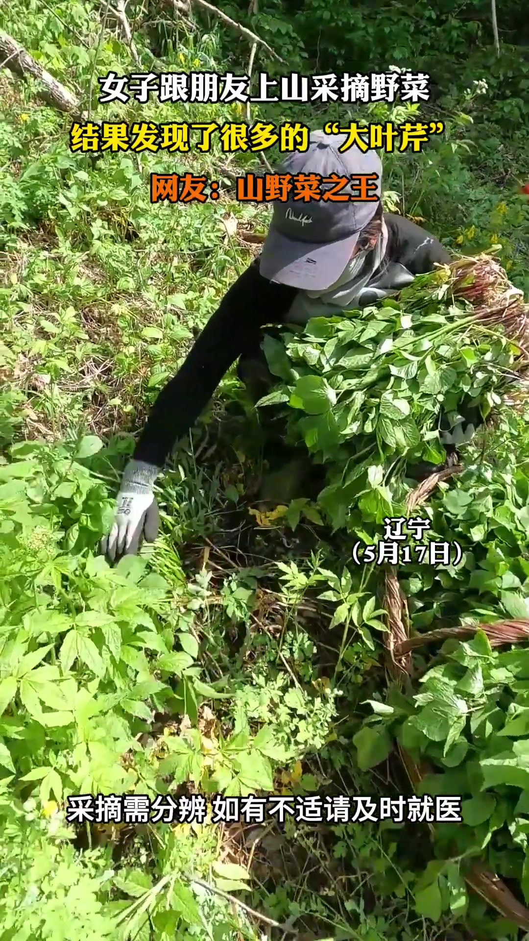 女子跟朋友上山采摘野菜,结果发现了很多的“大叶芹”