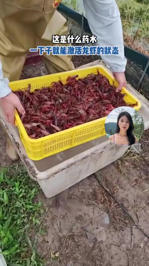 这是什么药水,一下子就能激活龙虾的状态