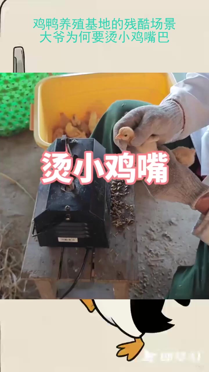 鸡鸭养殖基地的残酷场景：大爷为何要烫小鸡嘴巴？