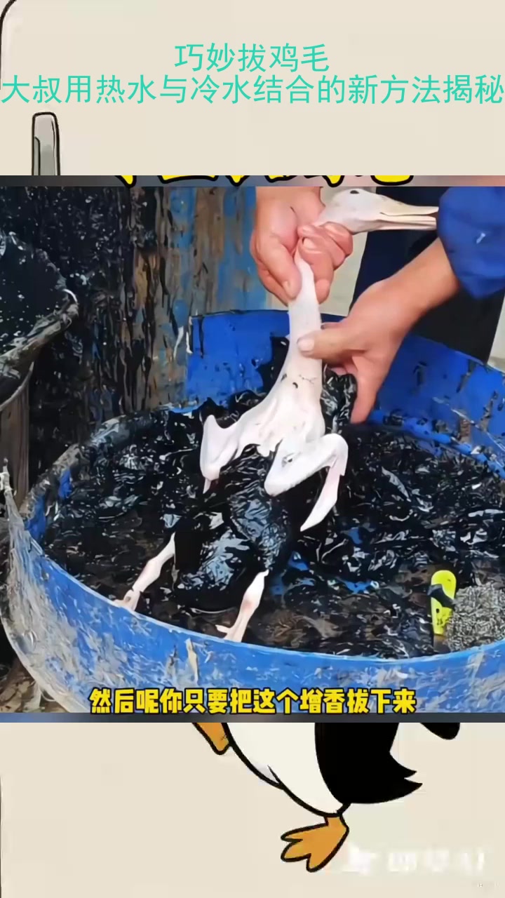 巧妙拔鸡毛：大叔用热水与冷水结合的新方法揭秘