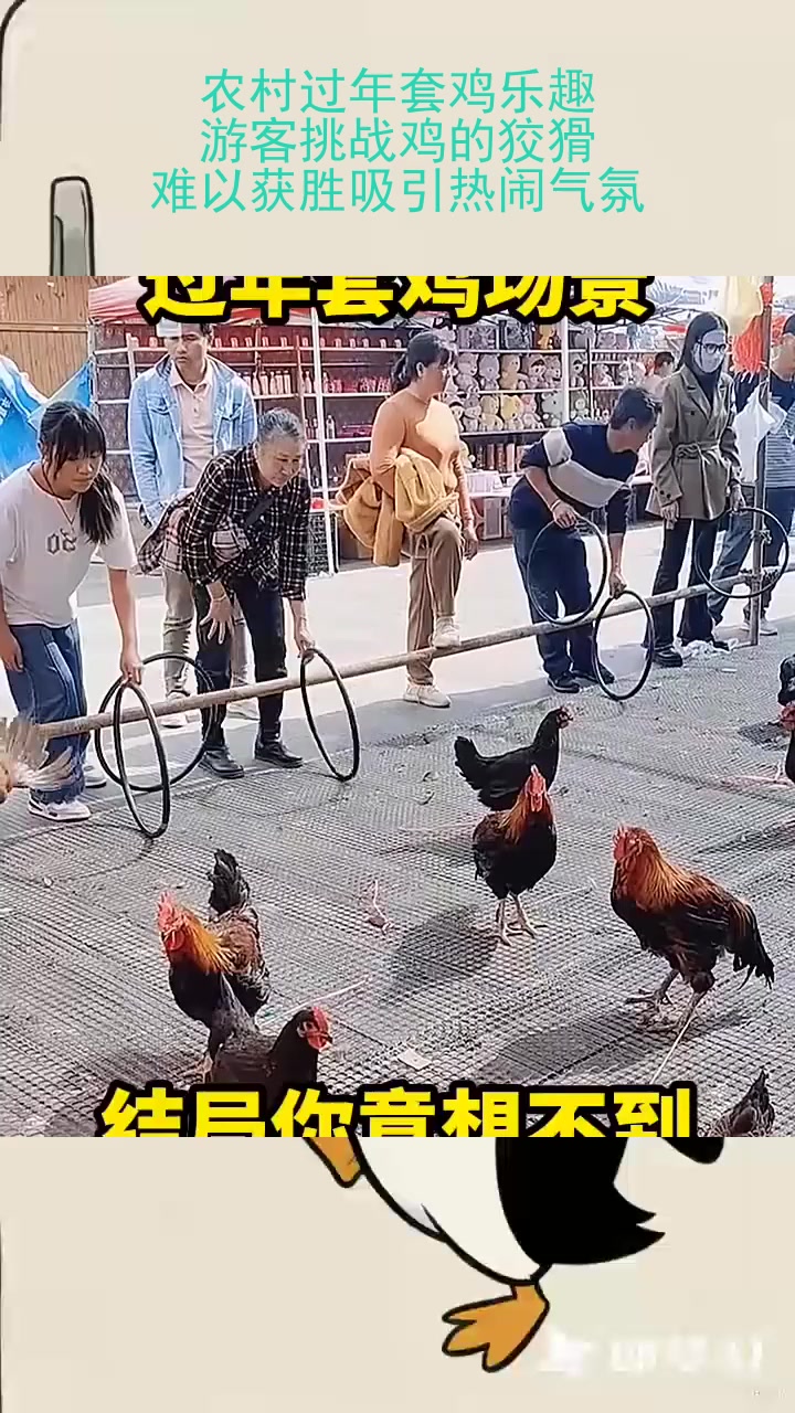 农村过年套鸡乐趣:游客挑战鸡的狡猾,难以获胜吸引热闹气氛