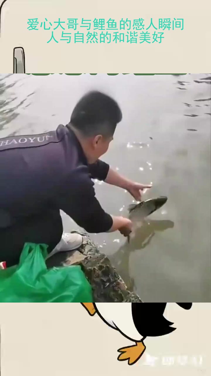 爱心大哥与鲤鱼的感人瞬间：人与自然的和谐美好