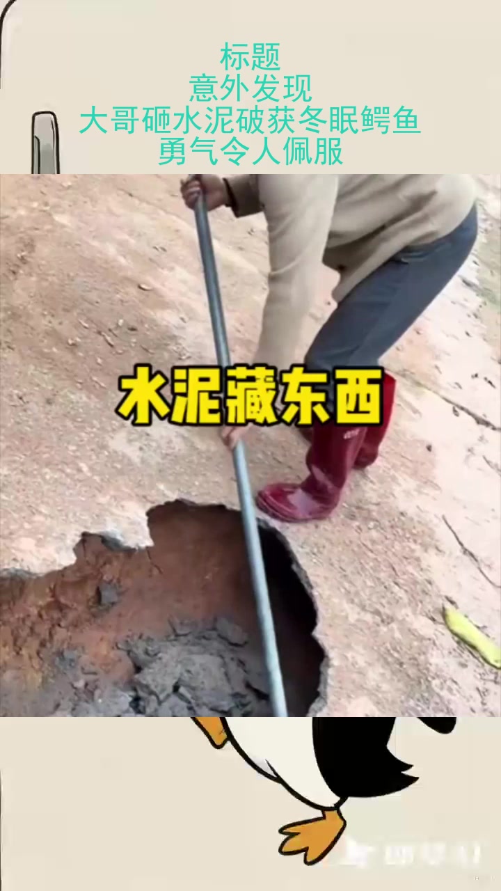 标题：意外发现！大哥砸水泥破获冬眠鳄鱼，勇气令人佩服！