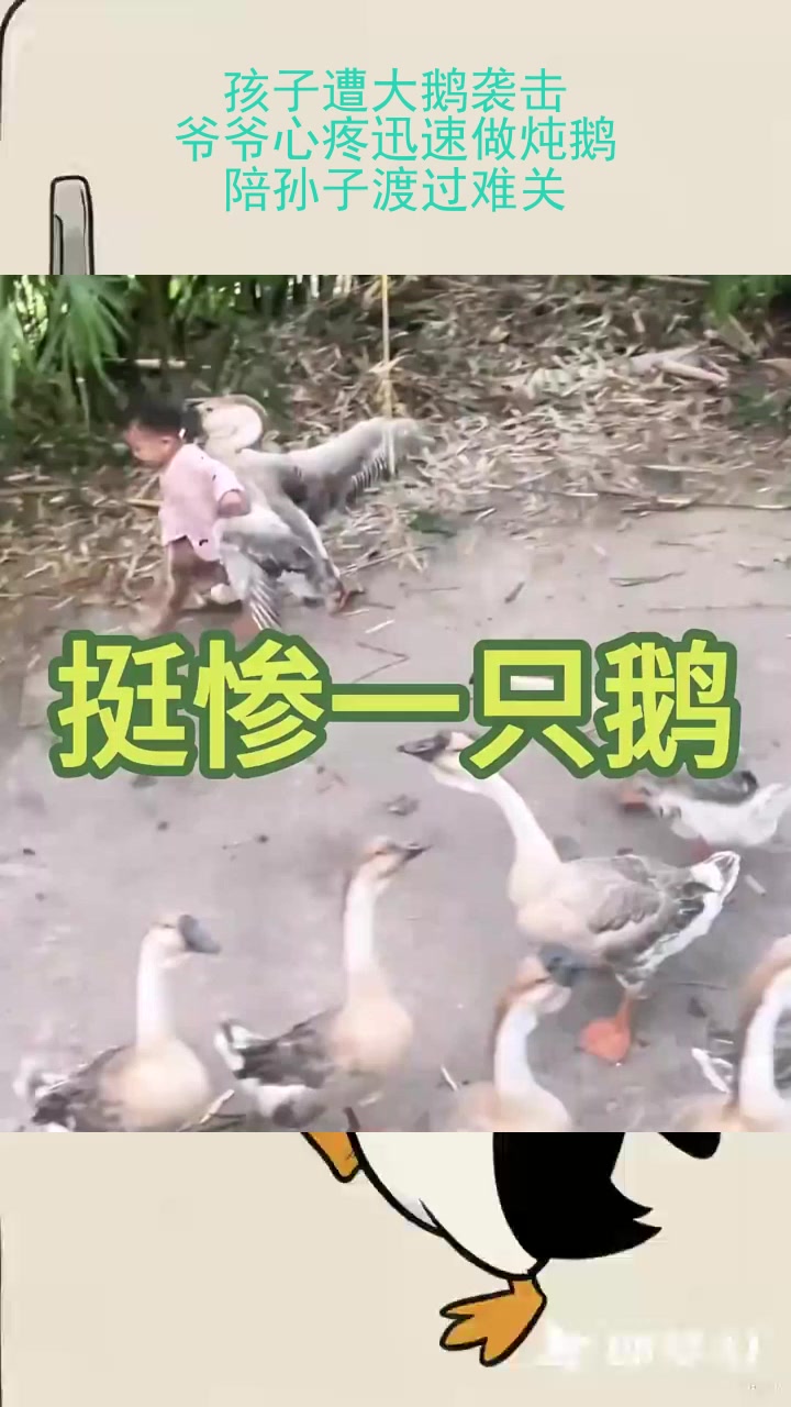 孩子遭大鹅袭击，爷爷心疼迅速做炖鹅，陪孙子渡过难关